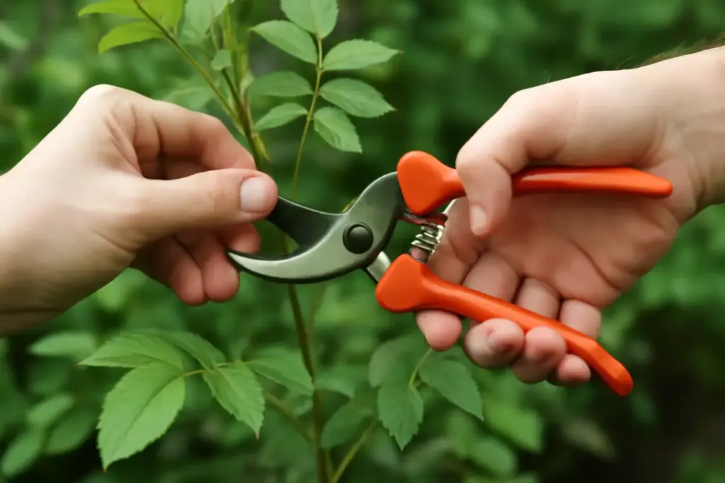 Come si usano correttamente le forbici da giardinaggio? Il trucco che prolunga la vita delle piante