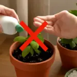 Concimazione delle piante in vaso: l’errore comune che rallenta la crescita e come evitarlo facilmente