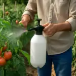 Come prevenire la peronospora del pomodoro? La strategia naturale che protegge le piante in ogni stagione