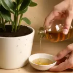 Come si eliminano i moscerini dal terriccio delle piante d’appartamento? Una soluzione naturale che funziona davvero