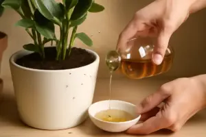 Come si eliminano i moscerini dal terriccio delle piante d’appartamento? Una soluzione naturale che funziona davvero