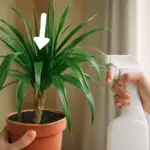 Perché la dracena ha le punte marroni? Soluzione definitiva per un fogliame sempre verde