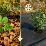 Pacciamatura naturale o in tessuto? Pro e contro per ogni stagione e tipologia di pianta