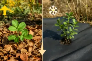 Pacciamatura naturale o in tessuto? Pro e contro per ogni stagione e tipologia di pianta