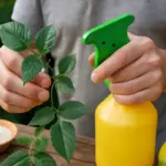 Afidi sulle piante ornamentali: come intervenire subito con rimedi naturali efficaci